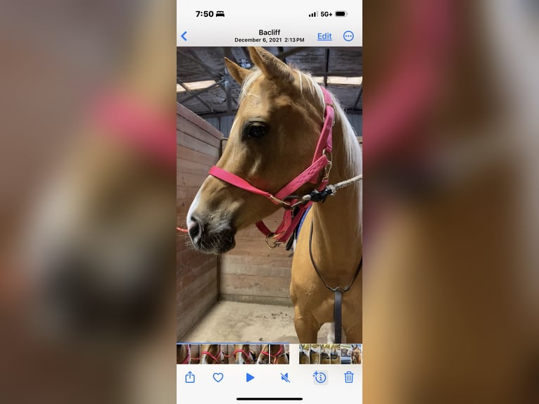 Arabian Partbred Mix Mare 17 years 16 hh Palomino in Bacliff