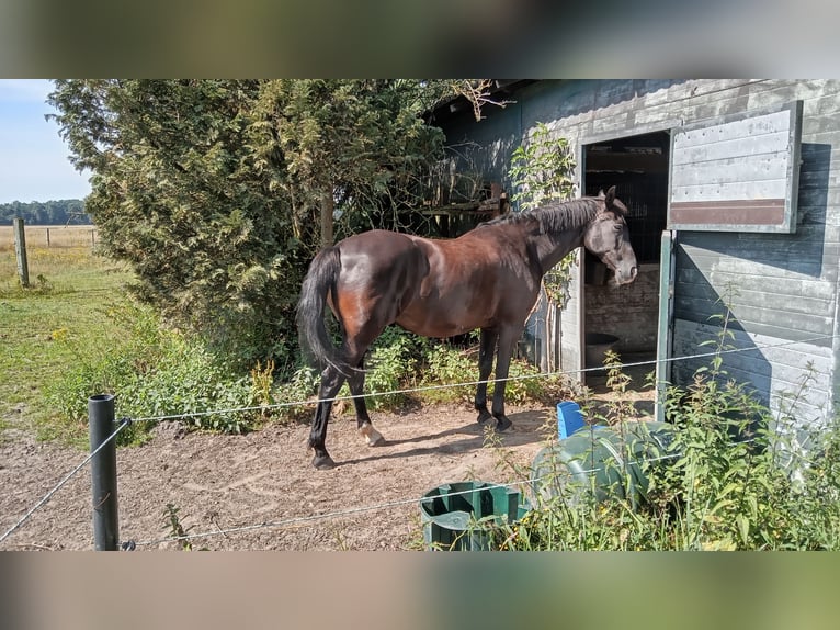 Arabian Partbred Mare 19 years 9,1 hh Black in Nijverdal