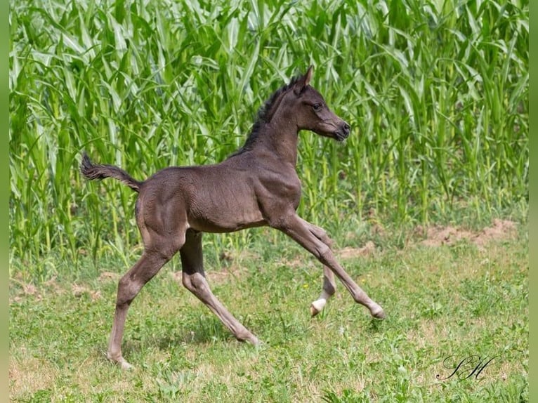 Arabian Partbred Mare 1 year 14.2 hh Black in Hagendorn