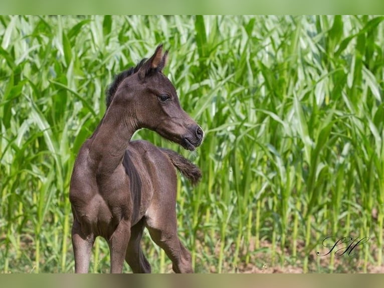 Arabian Partbred Mare 1 year 14.2 hh Black in Hagendorn