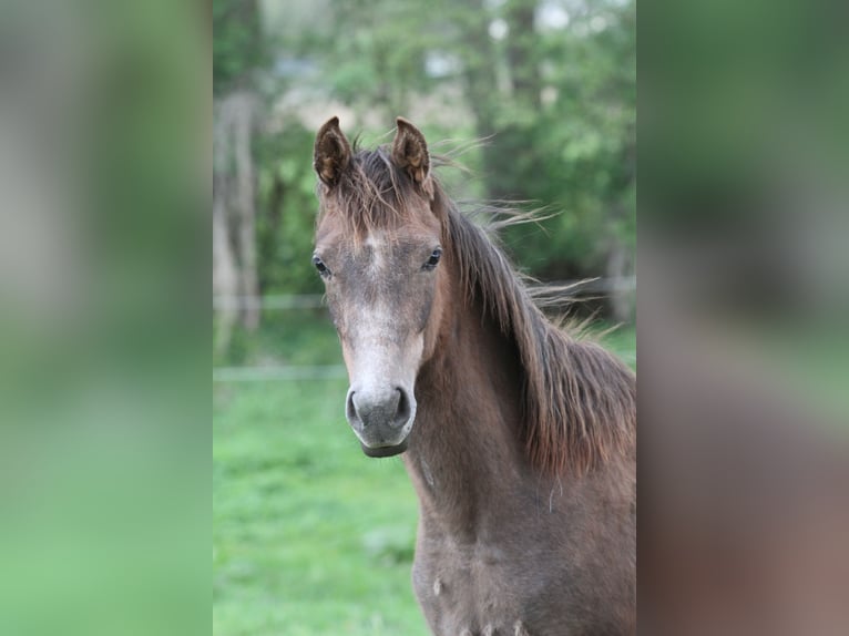 Arabian Partbred Mare 1 year 14,2 hh Gray-Red-Tan in Löwenberger Land