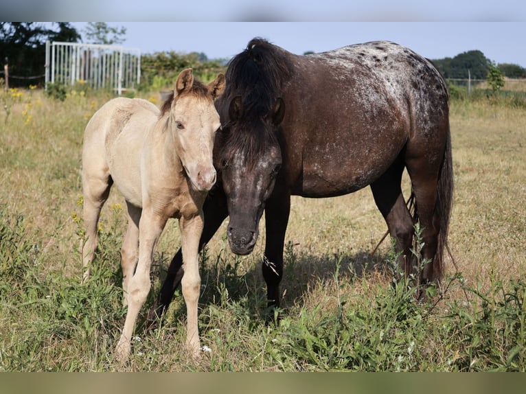 Arabian Partbred Mare 1 year 14,1 hh Champagne in Groesbeek