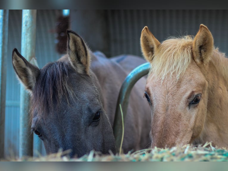 Arabian Partbred Mare 1 year 14,1 hh Dun in Erichem