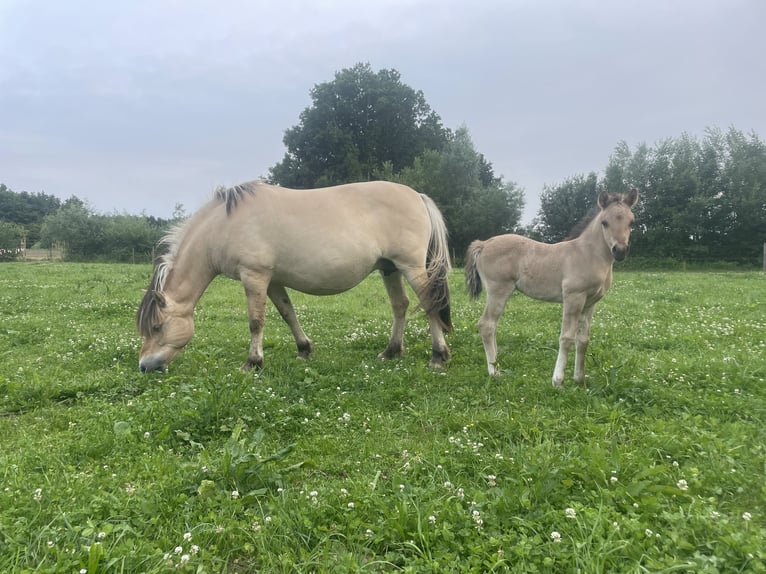 Arabian Partbred Mare 1 year 14,1 hh Dun in Erichem