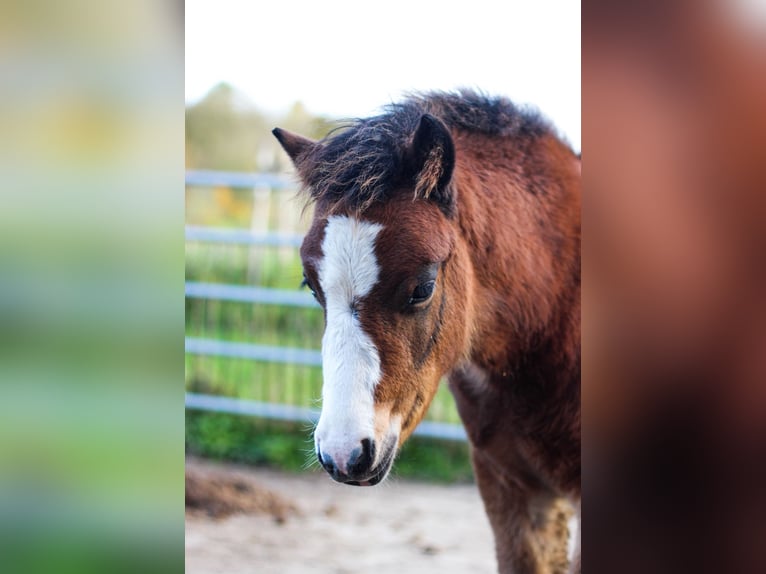 Arabian Partbred Mare 1 year 14,1 hh Dun in Erichem