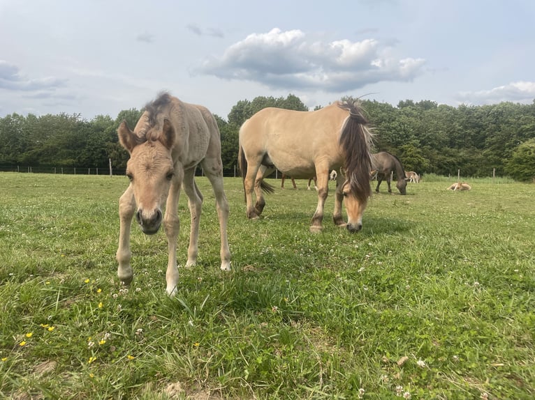 Arabian Partbred Mare 1 year 14,1 hh Dun in Erichem