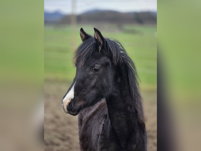 Arabian Partbred Mare 1 year 14,2 hh Black in Hagendorn