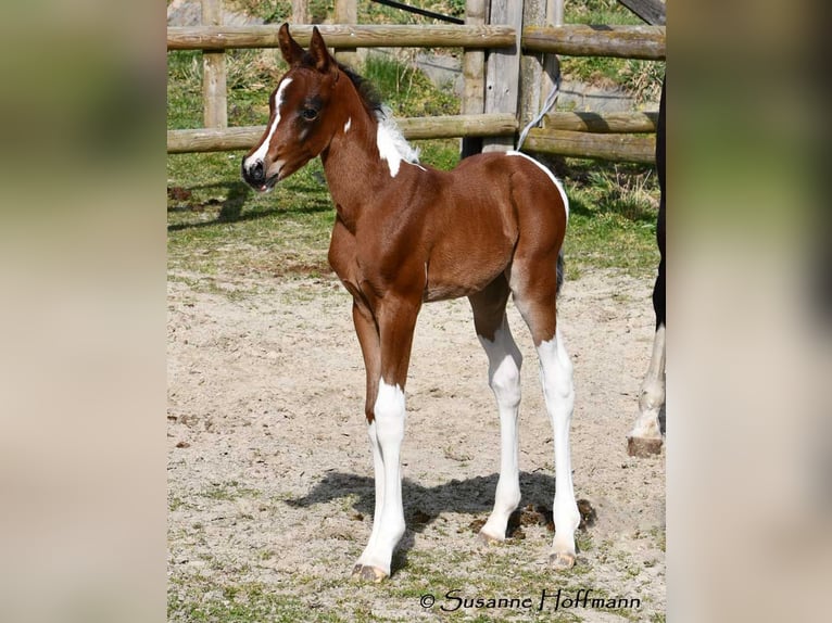 Arabian Partbred Mare 1 year 15.1 hh Tobiano-all-colors in Mörsdorf