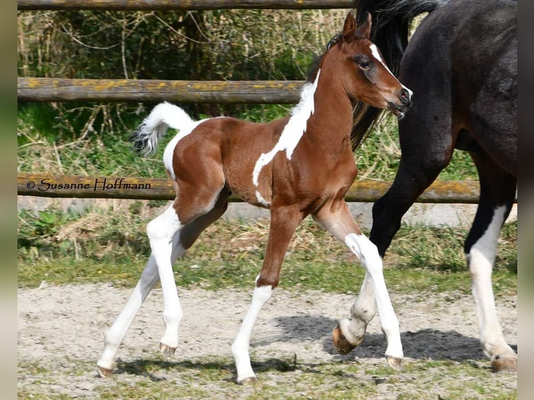 Arabian Partbred Mare 1 year 15.1 hh Tobiano-all-colors in Mörsdorf