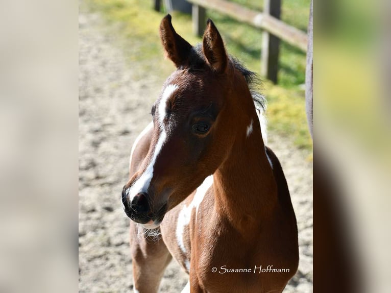Arabian Partbred Mare 1 year 15.1 hh Tobiano-all-colors in Mörsdorf