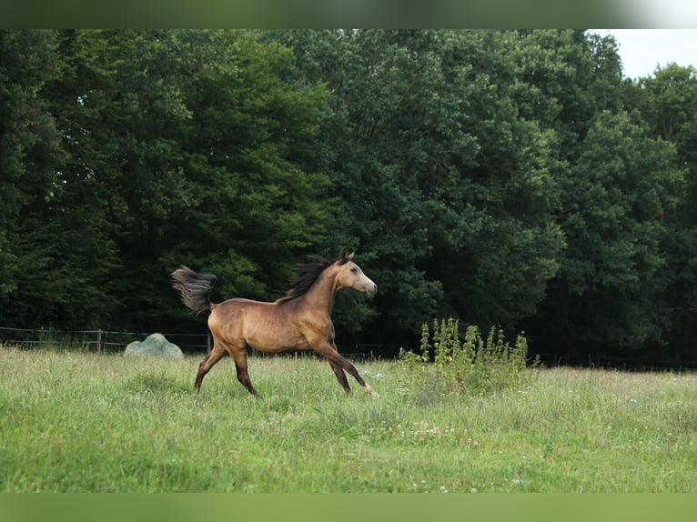 Arabian Partbred Mare 1 year 15 hh Buckskin in Lüdersdorf