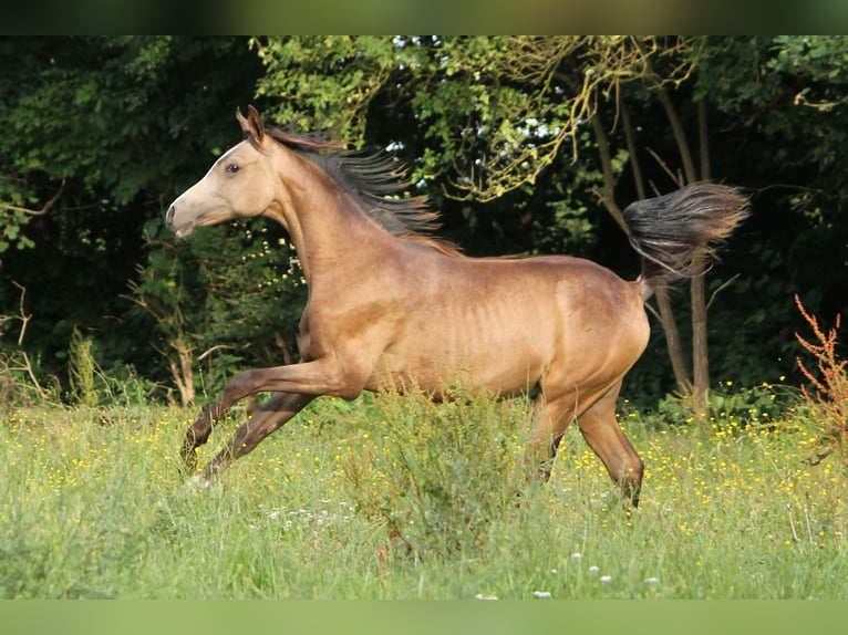 Arabian Partbred Mare 1 year 15 hh Buckskin in Lüdersdorf