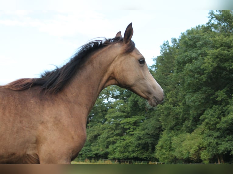 Arabian Partbred Mare 1 year 15 hh Buckskin in Lüdersdorf