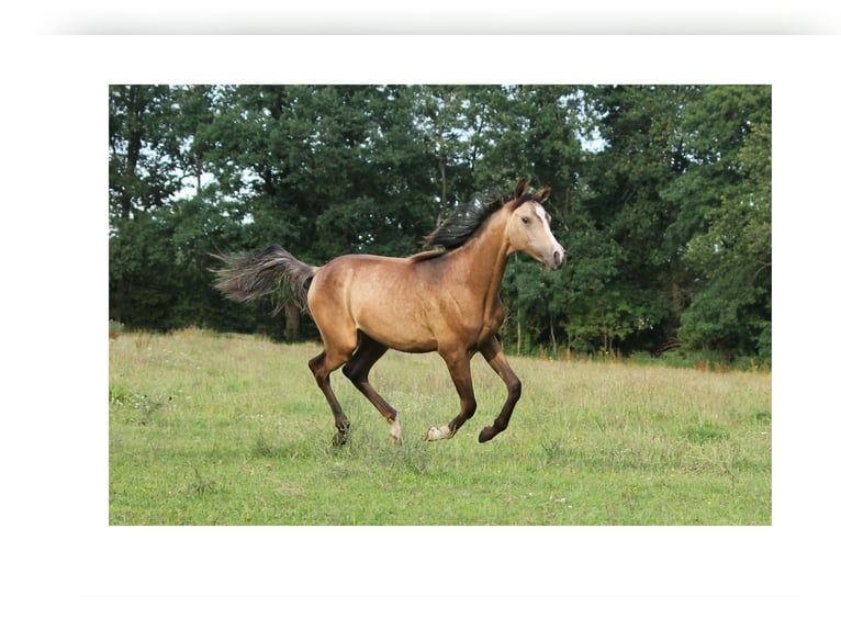 Arabian Partbred Mare 1 year 15 hh Buckskin in Lüdersdorf