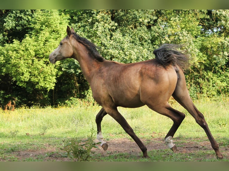 Arabian Partbred Mare 1 year 15 hh Buckskin in Lüdersdorf