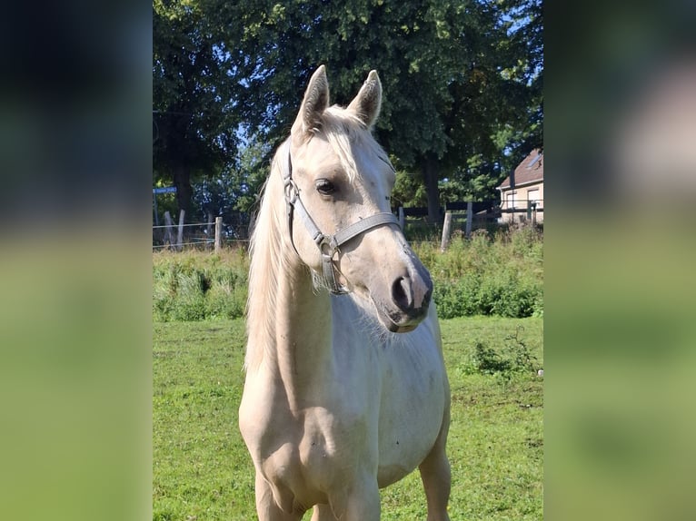 Arabian Partbred Mare 1 year 15 hh Chestnut-Red in L&#xF6;wenberger Land