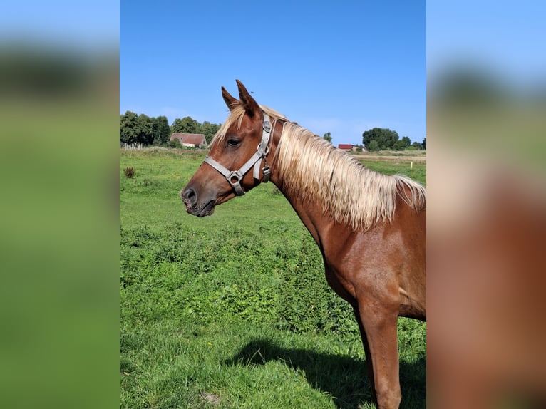 Arabian Partbred Mare 1 year 15 hh Chestnut-Red in L&#xF6;wenberger Land