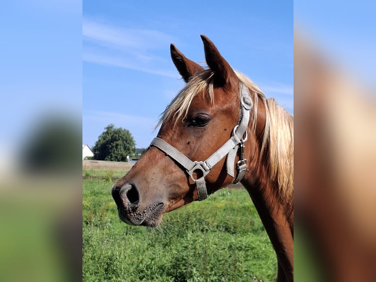 Arabian Partbred Mare 1 year 15 hh Chestnut-Red in L&#xF6;wenberger Land