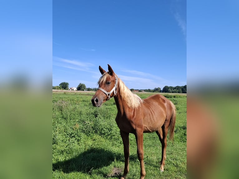Arabian Partbred Mare 1 year 15 hh Chestnut-Red in L&#xF6;wenberger Land