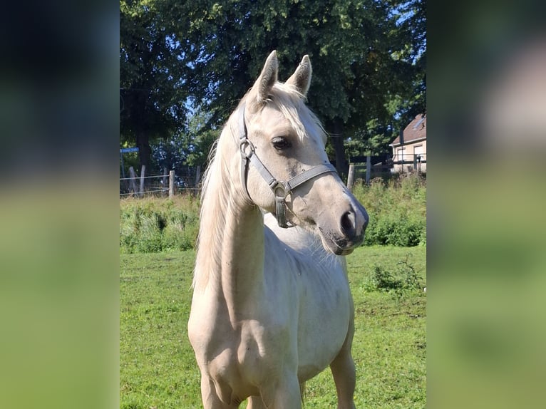 Arabian Partbred Mare 1 year 15 hh Chestnut-Red in L&#xF6;wenberger Land