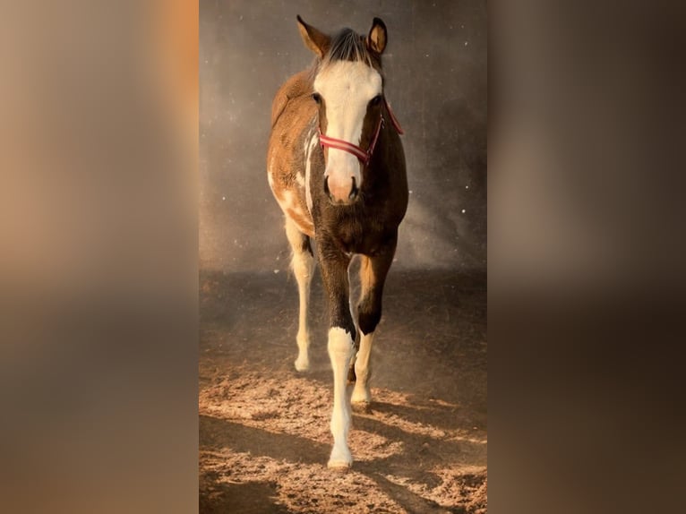 Arabian Partbred Mare 1 year 15 hh Pinto in Bócsa