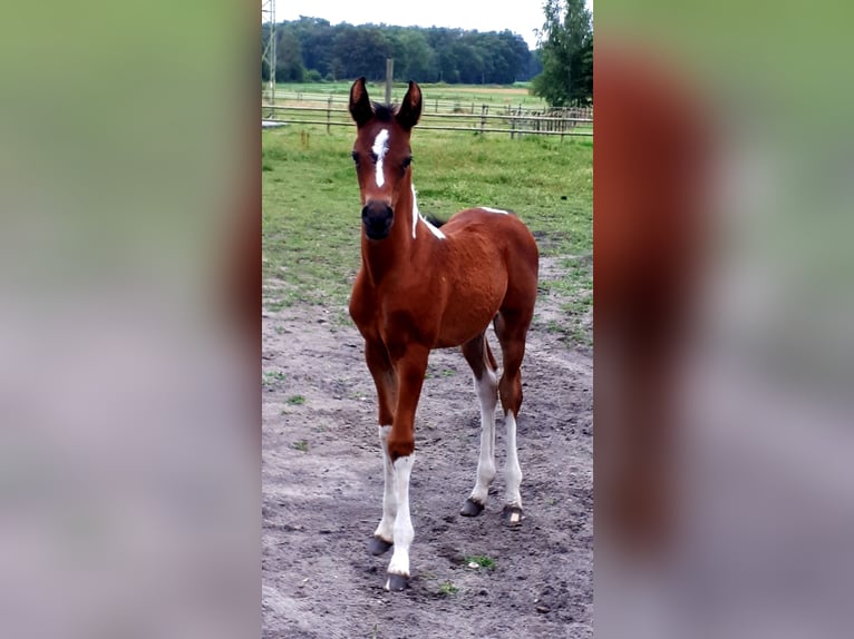 Arabian Partbred Mare 1 year 15 hh Tobiano-all-colors in Sulingen