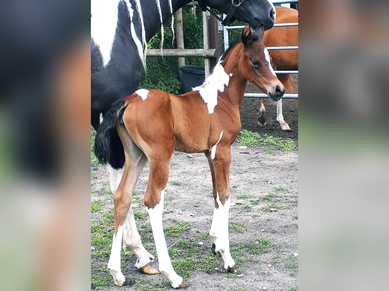 Arabian Partbred Mare 1 year 15 hh Tobiano-all-colors in Sulingen