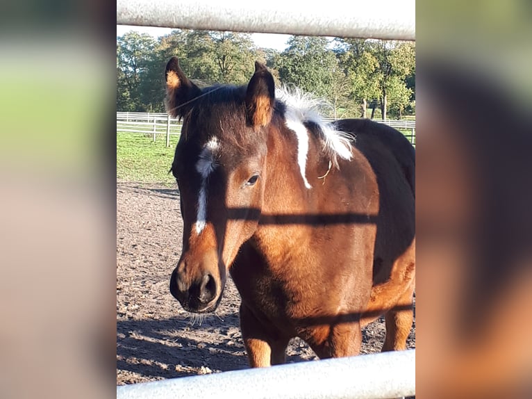 Arabian Partbred Mare 1 year 15 hh Tobiano-all-colors in Sulingen