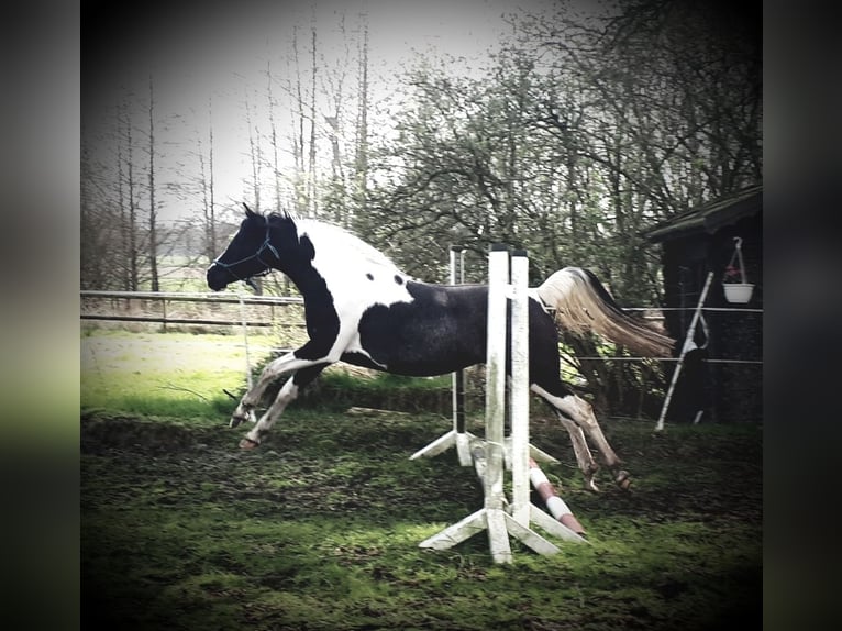 Arabian Partbred Mare 1 year 15 hh Tobiano-all-colors in Sulingen