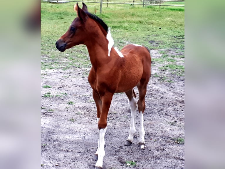 Arabian Partbred Mare 1 year 15 hh Tobiano-all-colors in Sulingen