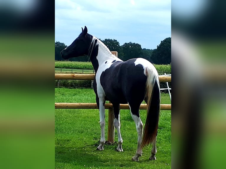 Arabian Partbred Mare 1 year 15 hh Tobiano-all-colors in Sulingen