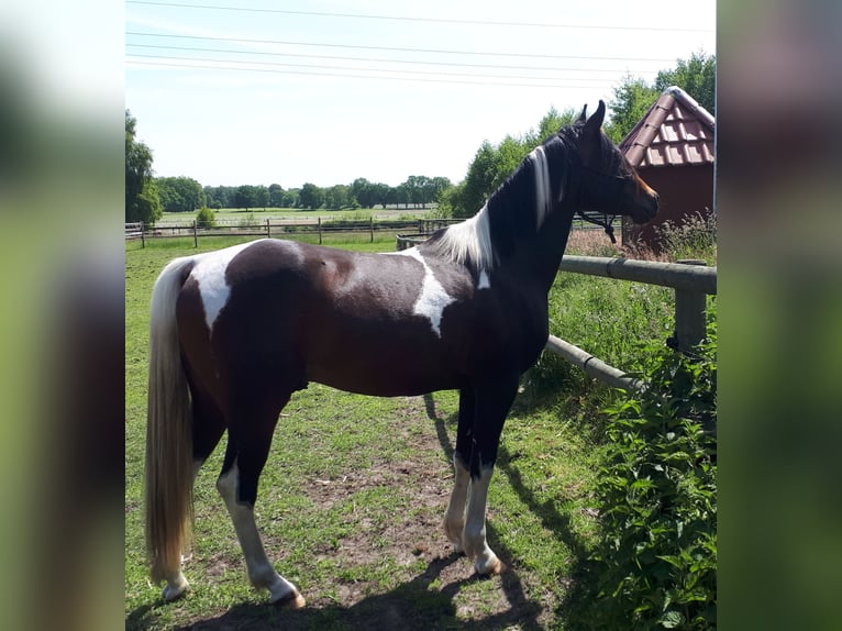 Arabian Partbred Mare 1 year 15 hh Tobiano-all-colors in Sulingen