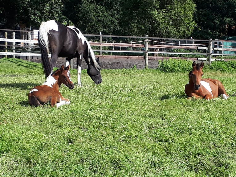 Arabian Partbred Mare 1 year 15 hh Tobiano-all-colors in Sulingen