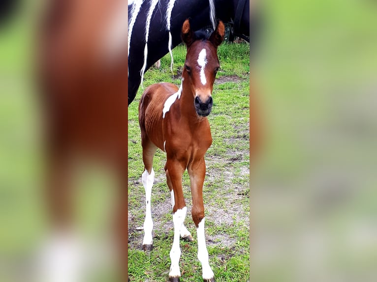 Arabian Partbred Mare 1 year 15 hh Tobiano-all-colors in Sulingen