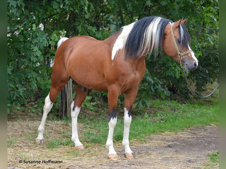 Arabian Partbred Mare 1 year 15,1 hh Tobiano-all-colors in Mörsdorf