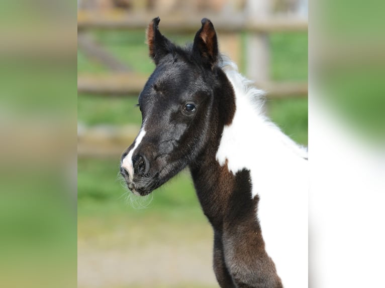 Arabian Partbred Mare 1 year 15,1 hh Tobiano-all-colors in M&#xF6;rsdorf