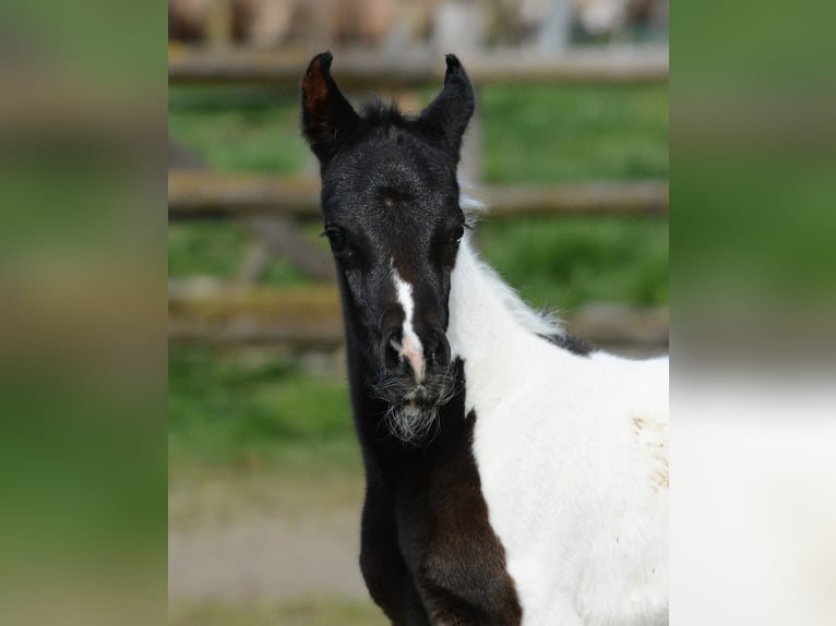 Arabian Partbred Mare 1 year 15,1 hh Tobiano-all-colors in M&#xF6;rsdorf