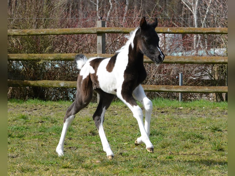 Arabian Partbred Mare 1 year 15,1 hh Tobiano-all-colors in M&#xF6;rsdorf