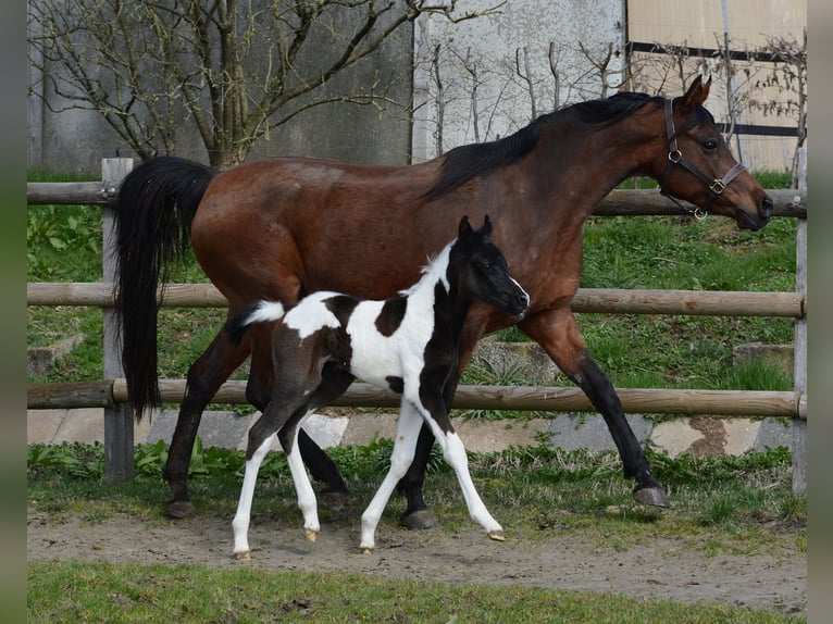 Arabian Partbred Mare 1 year 15,1 hh Tobiano-all-colors in M&#xF6;rsdorf