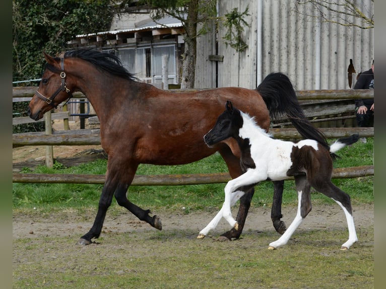 Arabian Partbred Mare 1 year 15,1 hh Tobiano-all-colors in M&#xF6;rsdorf