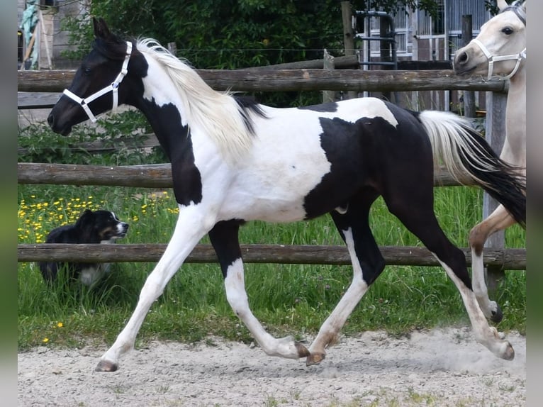Arabian Partbred Mare 1 year 15,1 hh Tobiano-all-colors in M&#xF6;rsdorf