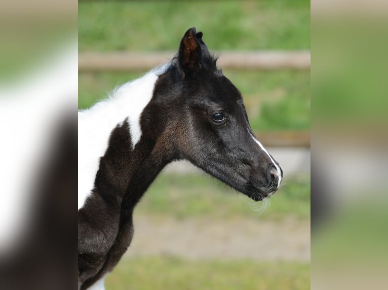 Arabian Partbred Mare 1 year 15,1 hh Tobiano-all-colors in M&#xF6;rsdorf