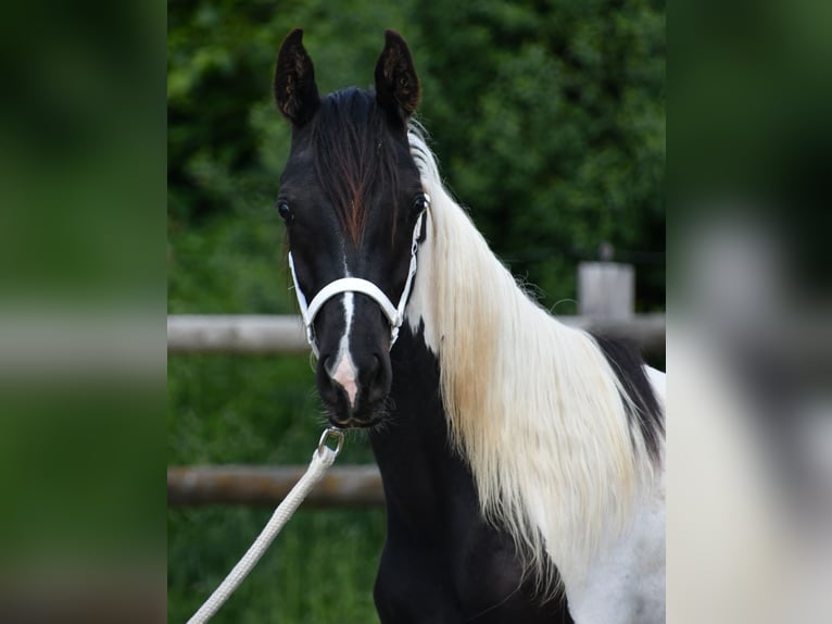 Arabian Partbred Mare 1 year 15,1 hh Tobiano-all-colors in M&#xF6;rsdorf