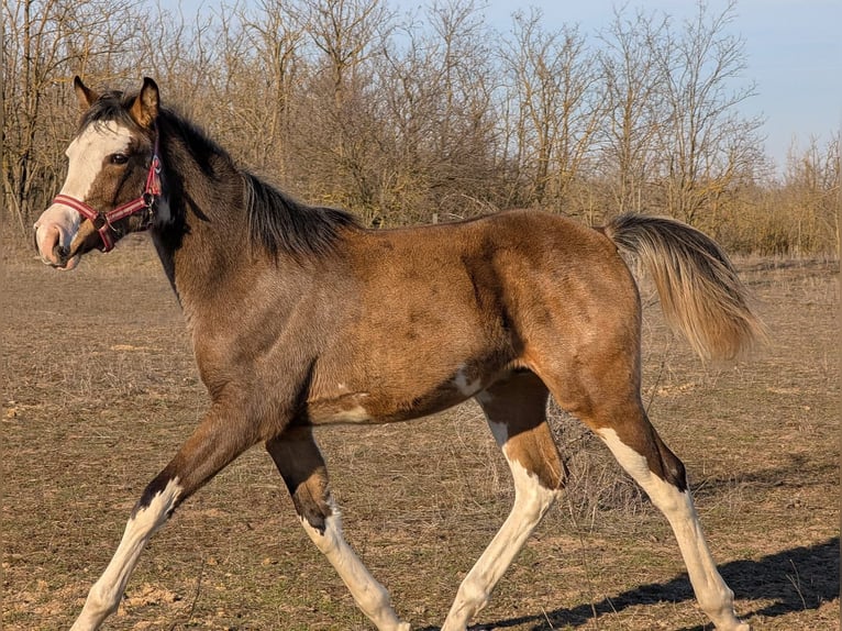 Arabian Partbred Mare 1 year 16 hh Pinto in Bócsa