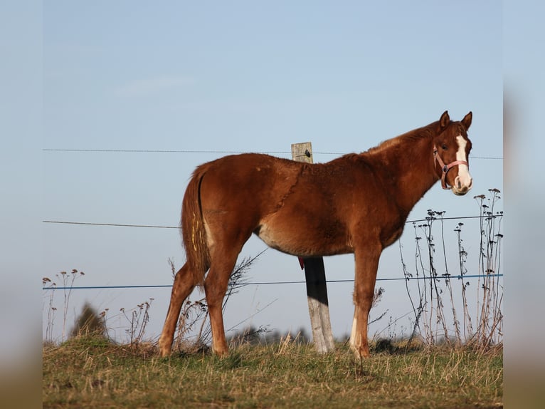 Arabian Partbred Mare 1 year Chestnut-Red in Kladruby