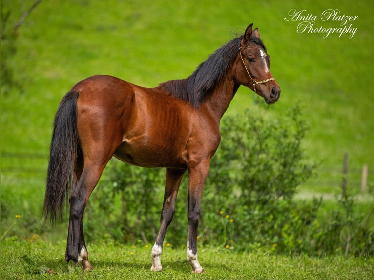 Arabian Partbred Mare 1 year in Rauris