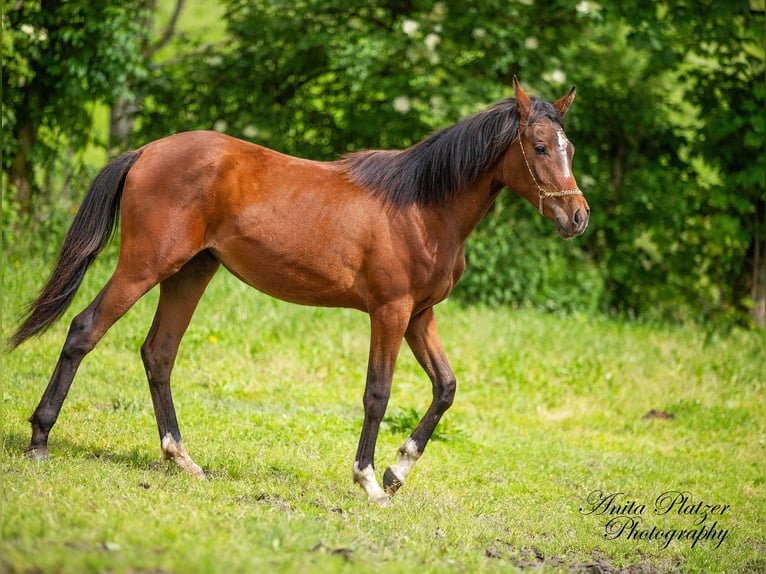 Arabian Partbred Mare 1 year in Rauris