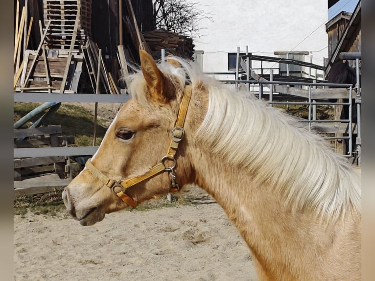 Arabian Partbred Mare 1 year Palomino in Johanniskirchen