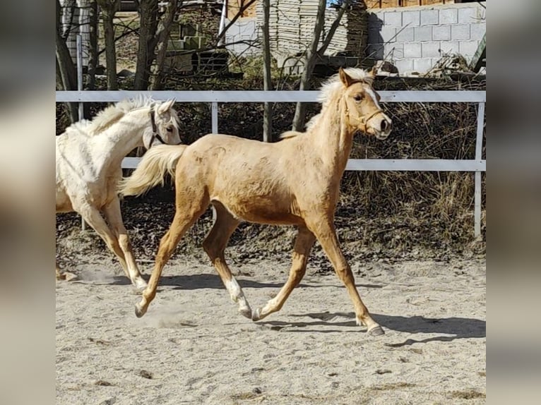 Arabian Partbred Mare 1 year Palomino in Johanniskirchen