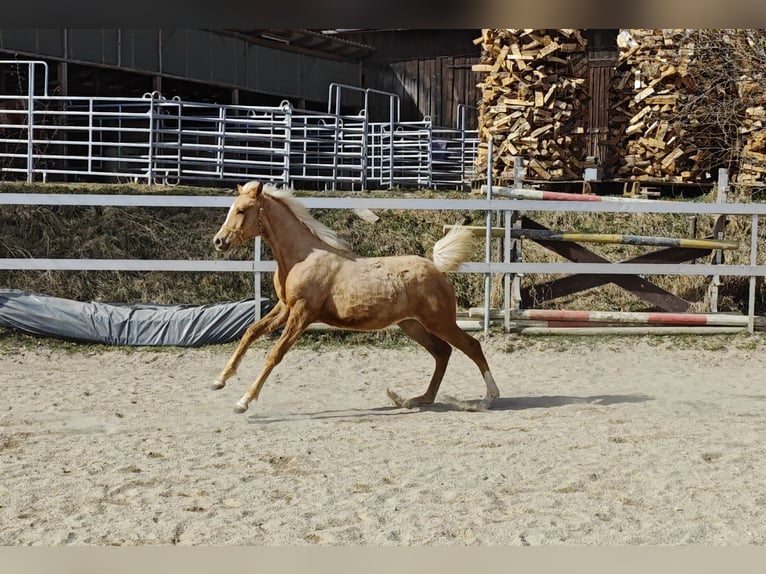 Arabian Partbred Mare 1 year Palomino in Johanniskirchen